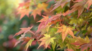 Acer palmatum